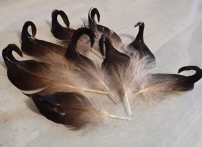 50 шт./лот! 14-16 \"35-40 см перья фазана, натуральные перья из хвоста фазана,  бесплатная доставка | AliExpress