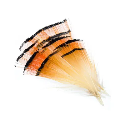 Изолированное перо фазана стоковое фото. изображение насчитывающей деталь -  188112454