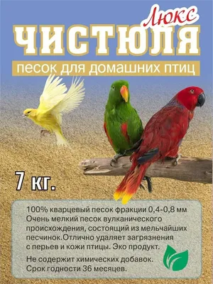 Болезни попугаев, попугайчиков: симптомы, признаки, лечение