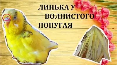 Кнемидокоптоз у попугаев - 75 фото