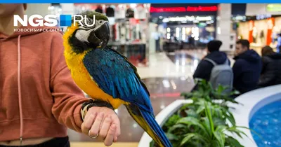 Самоощипывание у попугаев: вся информация, которую необходимо знать