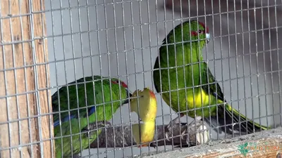 Паразиты у волнистых попугаев - какие бывают?