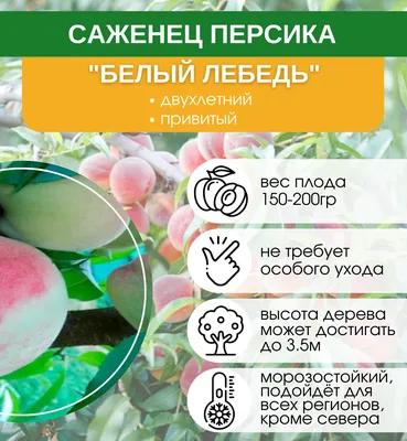 Персик Белый лебедь купить по цене 299₽ за 1 шт. в Волгограде в  интернет-магазине «Посадика»