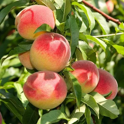 Что такое крымский персик – «Еда»