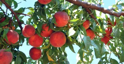 Персик «Юбилейный» купить саженцы почтой по низкой цене в интернет-магазине  при питомнике - «Крымский фрукт»