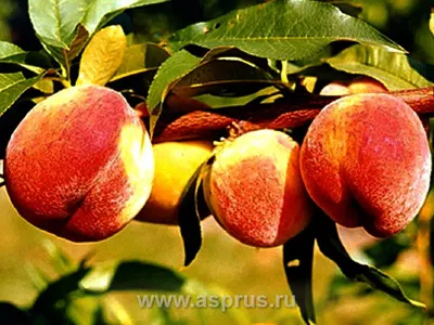 Какие сорта персиков могут расти на севере | НПО «Сады России» — когда сад  в удовольствие! | Дзен