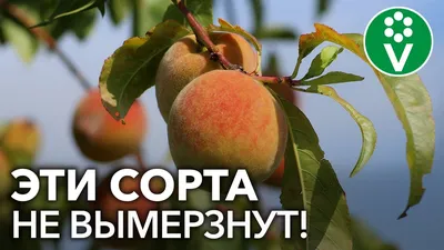 Персик «Ставропольский розовый» купить саженцы почтой по низкой цене в  интернет-магазине при питомнике - «Крымский фрукт»