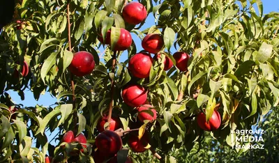 Ранние сорта персика для курортных регионов – Овощи и Фрукты журнал