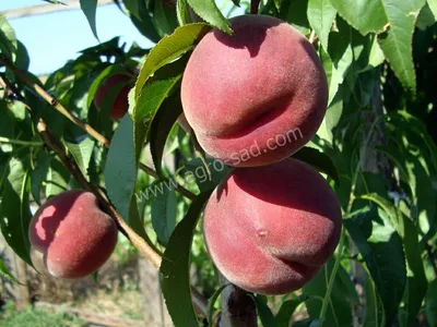 www.divosad.com.ua - Каталог - Сорта персика с высокой зимостойкостью