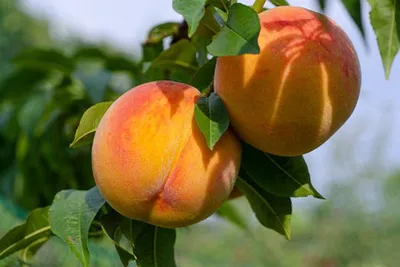Саженцы поздних сортов персика ᐉ купить в питомнике Биосад