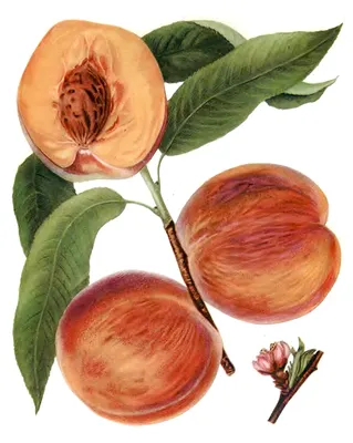 Саженцы и сорта персиков — Питомник Маценко