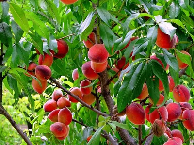 Саженец персика, сорт \"Ред Хейвен\" купить в Бресте по низкой цене