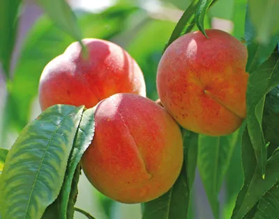 Суперпредложение! Комплект из 4-х сортов персика № 1 | Чудеса Саду —  Саджанці та добрива