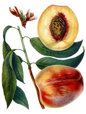 Ученые Никитского ботанического сада вывели новые сорта абрикоса и персика
