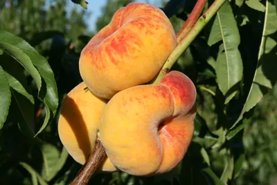 Инжирный плоский персик(Испания) — Lubmax