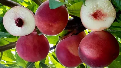 Персик Сорт Гранд феррад , персик , плодовые , плодовые морозостойкие -  Экзотик Флора