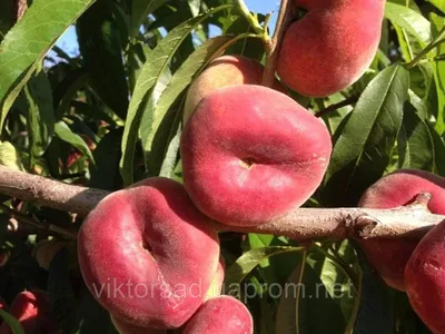 Новое поступление холодостойких сортов персика для Московской области |  интернет-магазин Агрономов ⋆ Тайшет24