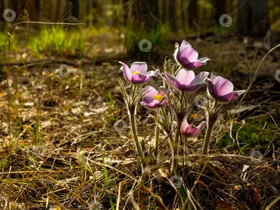 Первые весенние цветы на пригорке в лесу Stock Photo | Adobe Stock