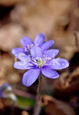 Первые цветы, подснежники, в лесу весенним днем - Ozero - российский  фотосток