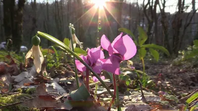 Весна в Европе: первые цветы и как их определить - РУКИ-В-БОКИ