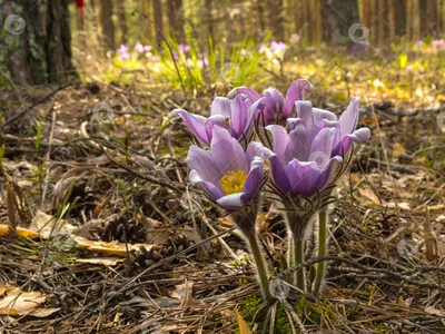 Весенние цветы Ленинградской области: отправляемся на фотоохоту