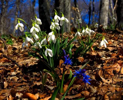 Первые весенние цветы это подснежники в лесу. Фото крупным планом белого  подснежника стоковое фото ©Evseevtim 150045744