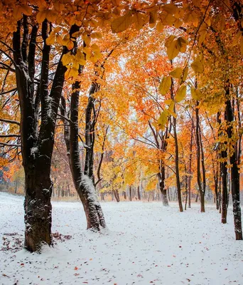 Первый снег в лесу - фото автора Колос на сайте Сергиев.ru