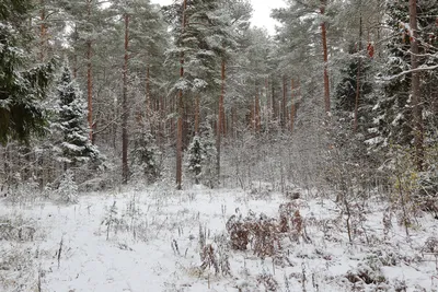 Первый снег в лесу в зимнее время, красивой фоне, холод Стоковое Фото -  изображение насчитывающей декабрь, морозно: 199260418