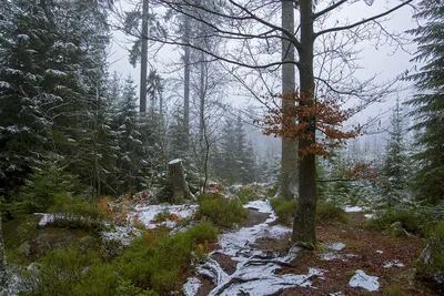 Первый снег в лесу. | Премиум Фото