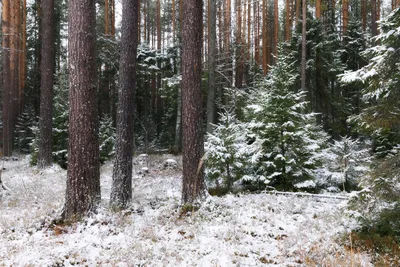 Первый снег в лесу — Фото №1427530