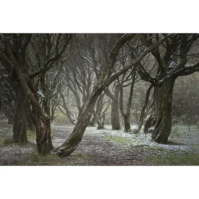 Владимир Почтарев / Ivanovka Forest. First Snow. Ивановка. Лес. Первый снег.