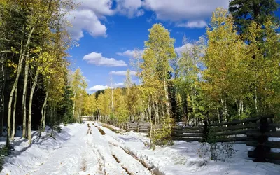 Первый снег в лесу, в парке