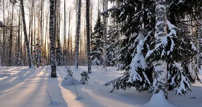 первый снег в лесу на берегу бурной реки, Россия, Урал Stock Photo | Adobe  Stock