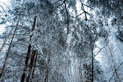 Первый снег в лесу. - YouTube