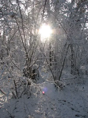 Первый снег в лесу. Фотограф Чаланов Иван