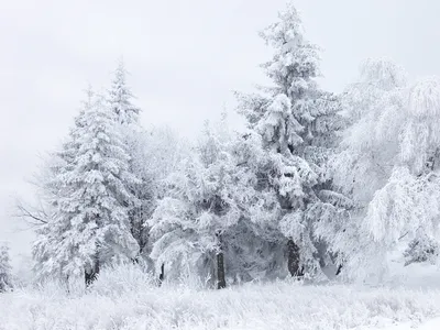 Картина «Снег в лесу. Этюд 1». Размер: 34x44 (см). Художник Dmitry Des -  Купить онлайн с доставкой в онлайн-галерее Artcenter.by