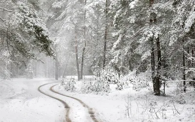 Первый снег в лесу