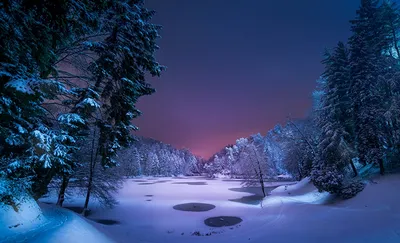 Первый снег в еловом лесу