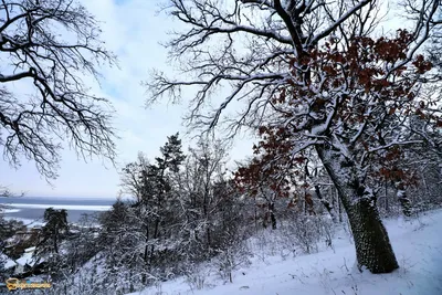 Снег в лесу Стоковые фотографии, картинки, все без лицензионных отчислений  - Envato Elements