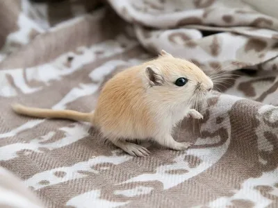 Жирнохвостые сумчатые мыши: это что за звери?