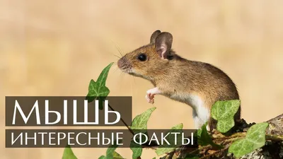 Виды мышей | ВКонтакте