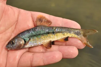 АДРЕНАЛИН.RU - 🎣 Пескарь - любимая рыба нашего детства! Популярен как  наживка и конечно же, как неприхотливое, но очень вкусное блюдо - жареный  пескарь. Решили вспомнить несколько советов при ловле этой чудесной