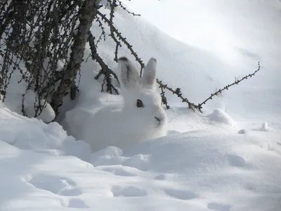Как наловить мешок зайцев силками зимой? - YouTube