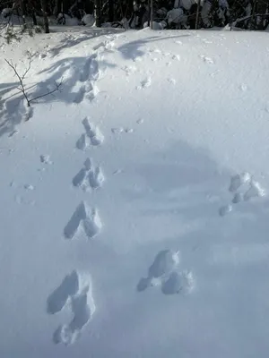 Азбука на снегу. Следы зайца-беляка - Большая Кокшага