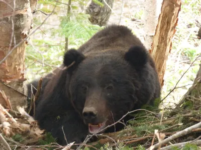 Попавшего в браконьерскую петлю медведя спасли на Сахалине -  SakhalinMedia.ru