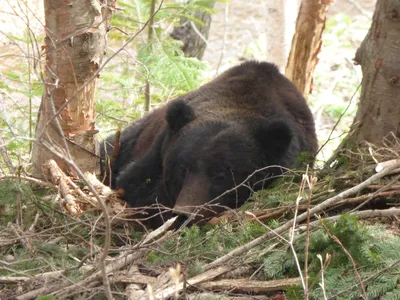 Якутский, эвенкийский метод добычи медведя! | Пикабу