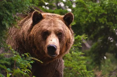 Музей «Чумэл чвэч» ⁄ Парабельский район