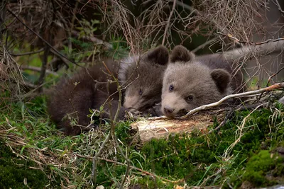 В Красноярске у Роева ручья встретили медведя