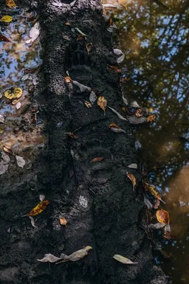 Красноярский фотограф заметил следы медведя на Манской петле — Новости  Красноярска и Красноярского края - Проспект Мира