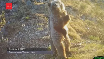 В Ермаковском районе браконьеры поймали бурого медведя в петлю